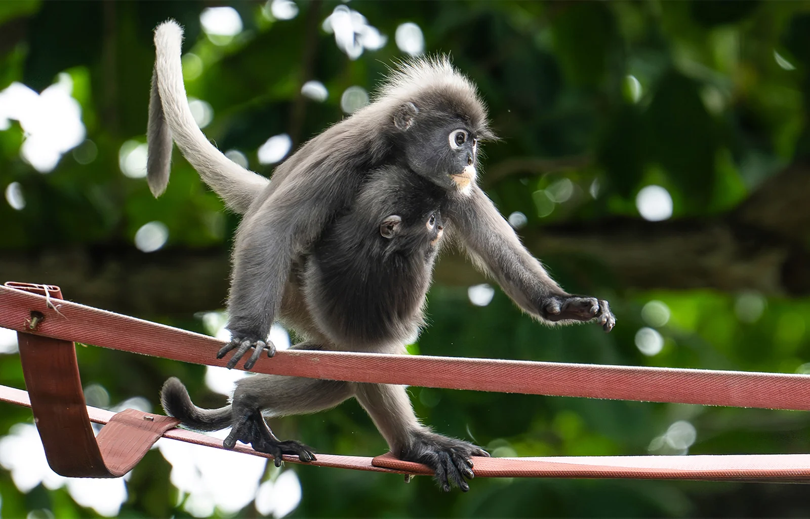 Canopy bridge helps Penang's endangered langurs coexist with urban residents