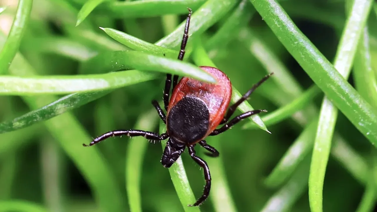 Powassan virus spreads rapidly in US with record case count