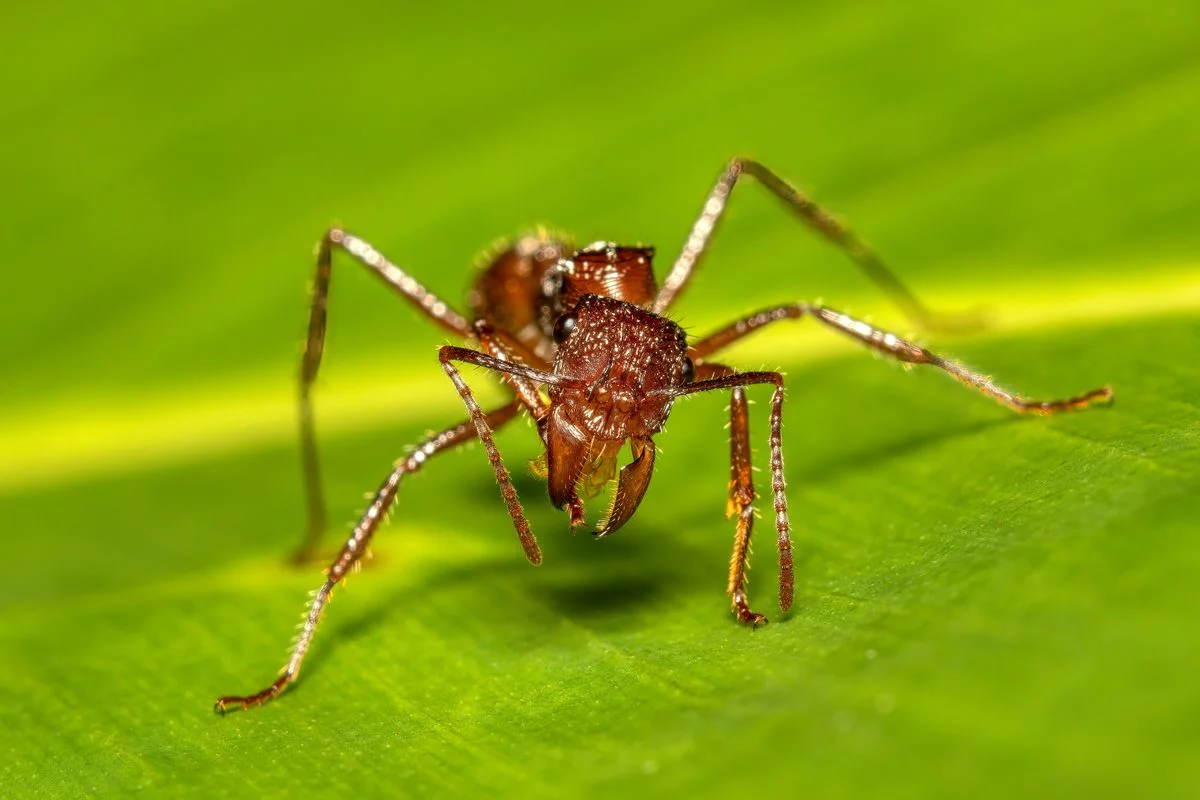 Painful Parade: The World’s 10 Most Excruciating Insect Stings
