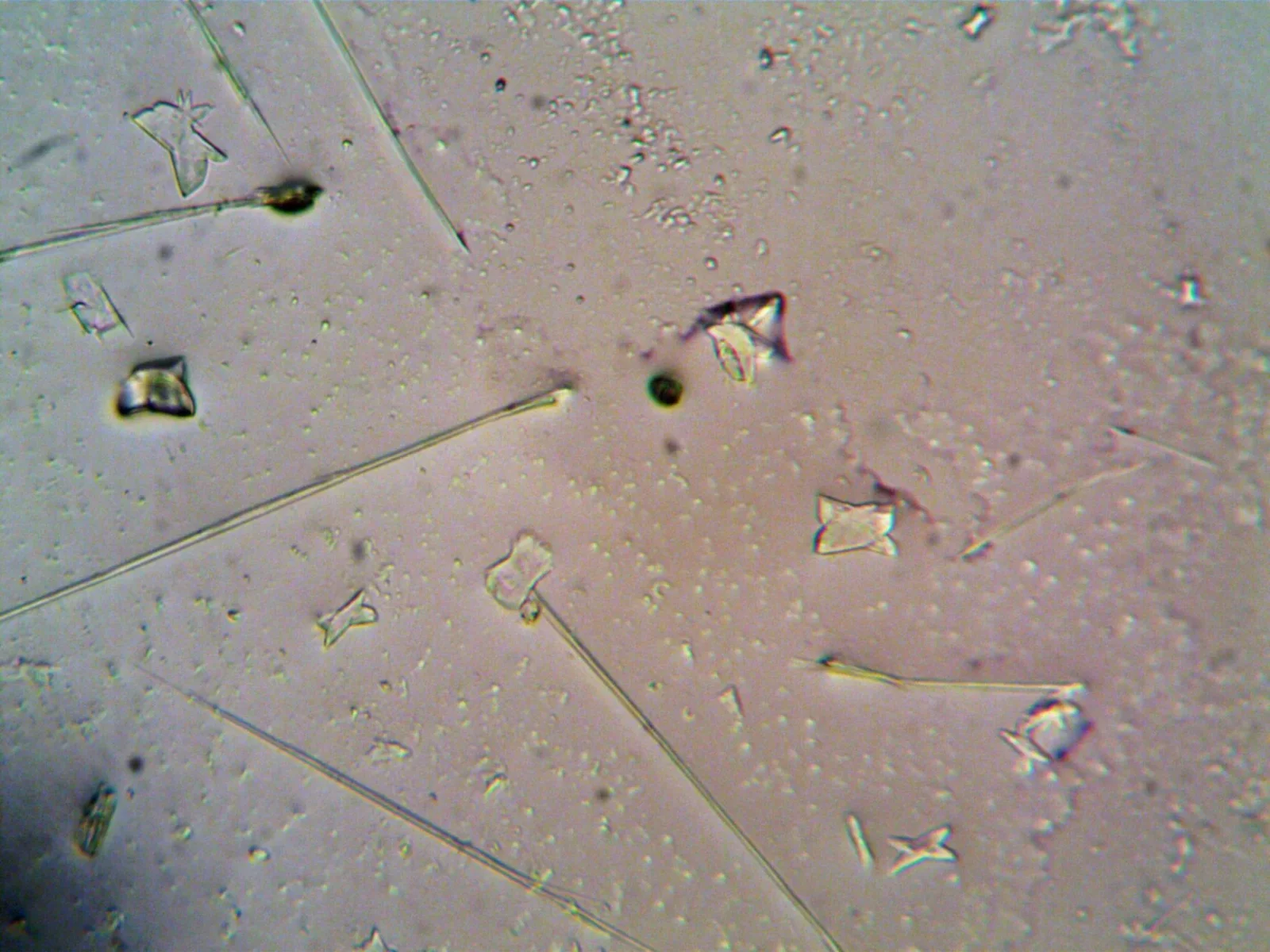 Ancient archaeal toolkit predates Earth's oxygen rise