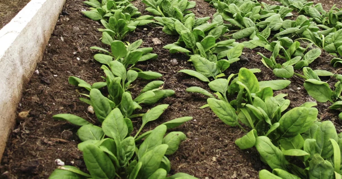 Leafy Greens Linked to Lower COPD Risk via Vitamin K1