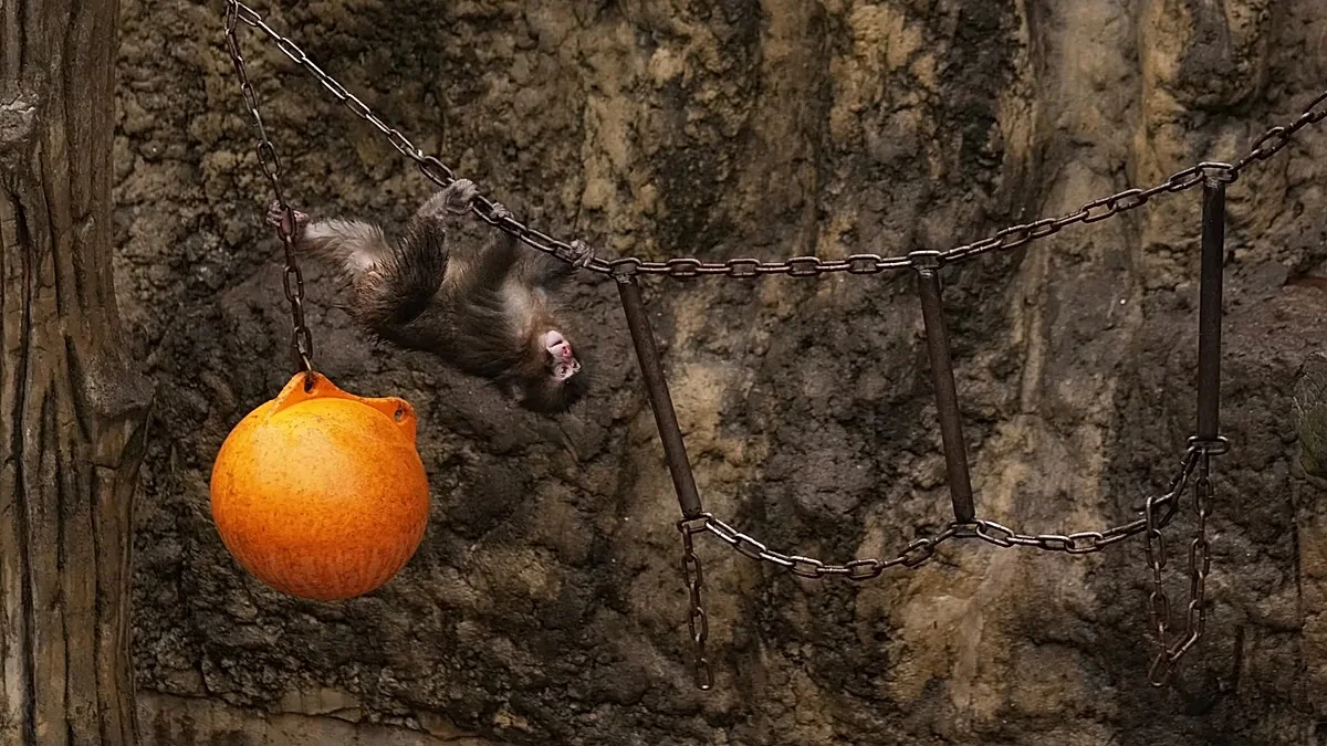 Two Americans Arrested in Japan After Monkey-Enclosure Stunt at Punch's Viral Zoo