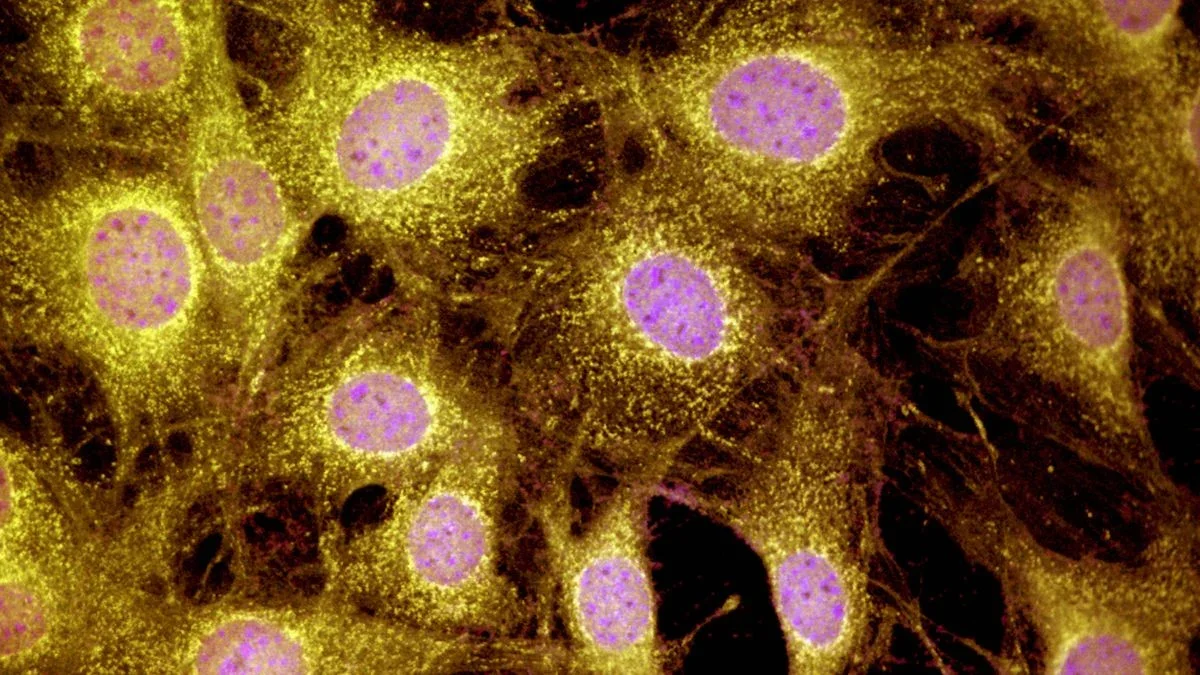 Two-Protein Trick Sparks Partial Toe Regrowth in Mice