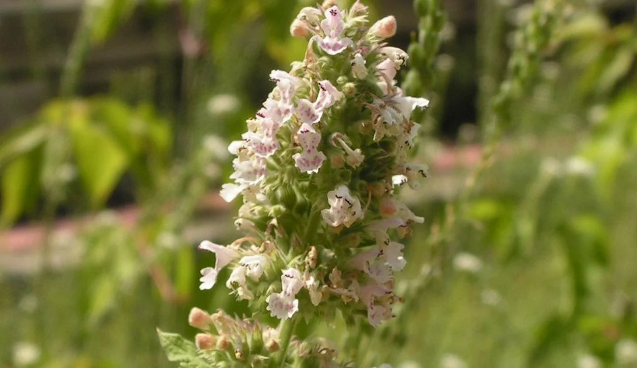 Catnip Lotion Emerges as Low-Cost Mosquito Shield in Rural Uganda