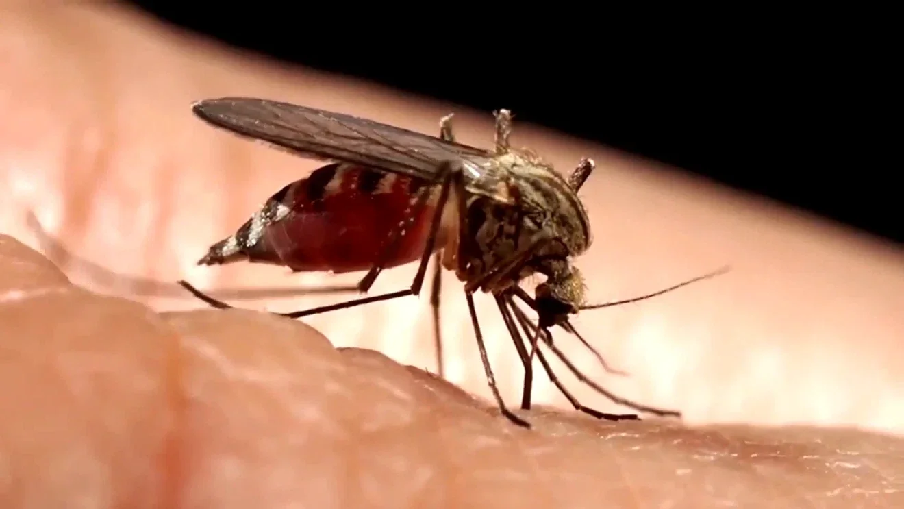 West Nile detected in Green Township mosquitoes; health officials plan larvicide and outreach