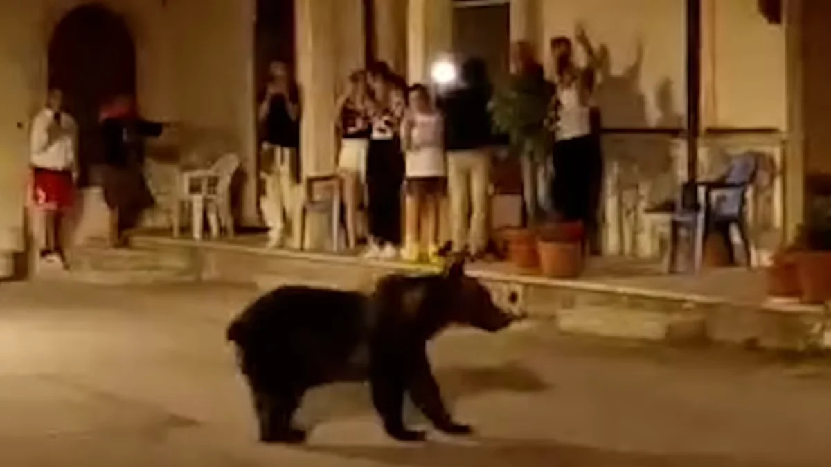 "Tourist-Friendly Mother Bear and Cubs Face Tragic Slaughter in Italian Town"