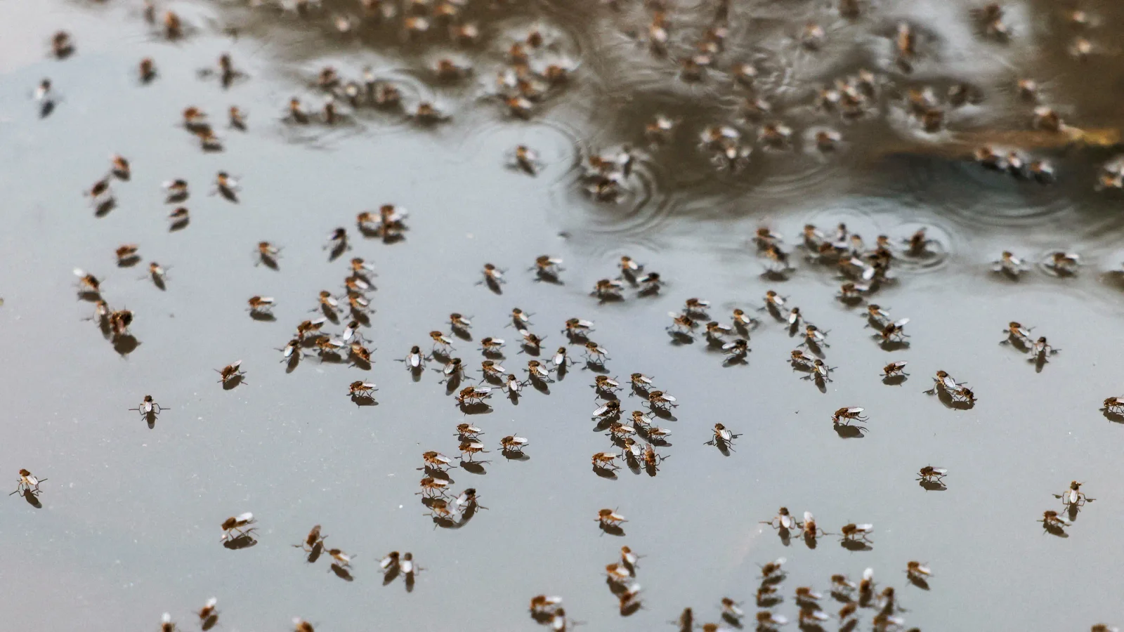 Catnip-based lotion rivals DEET in field tests for malaria-prone areas