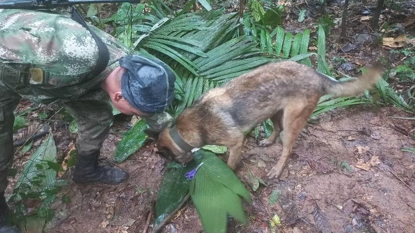 Surviving the Jungle: Four Children Found Alive Weeks After Plane Crash in Colombia