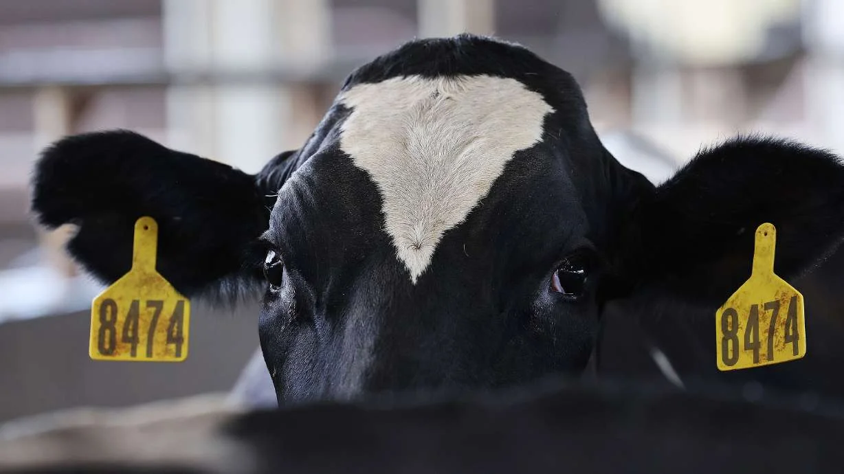 Avian Flu Hits Weber County Dairies, Triggers Emergency Measures