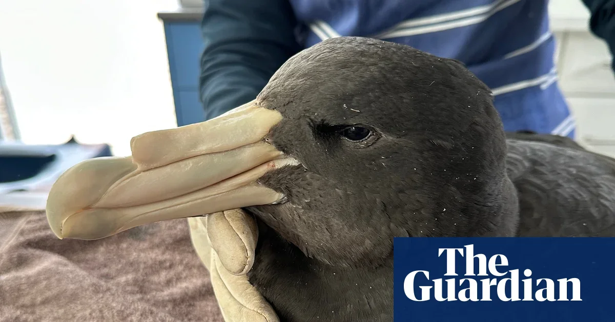 Western Australia imposes poultry lockdown as mainland H5N1 bird flu detected in wild birds near Esperance