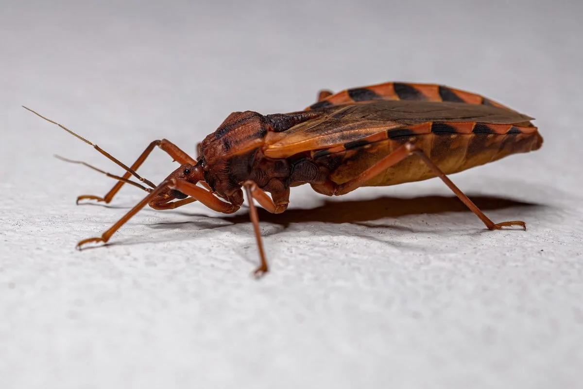 Kissing bugs and the hidden threat of Chagas disease