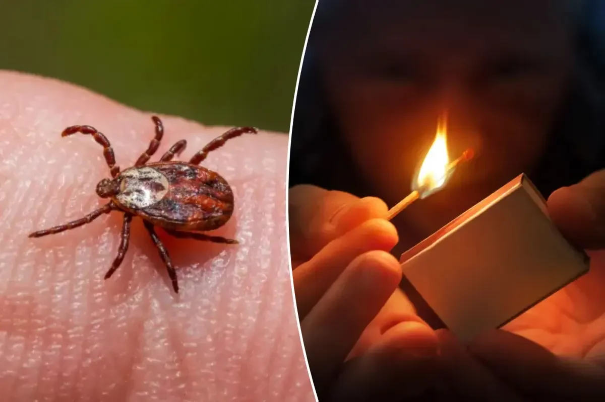Debunking TikTok tick hacks: safe removal tips that actually work