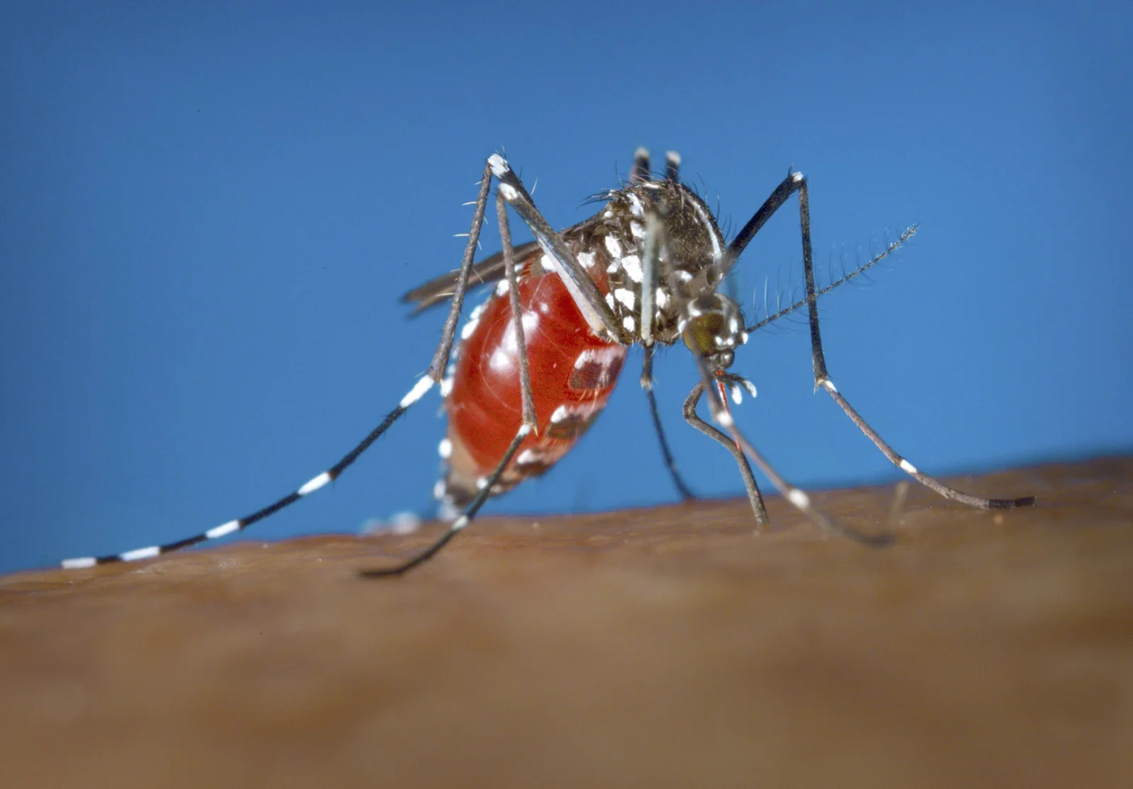 Virginia logs its first locally transmitted dengue fever case