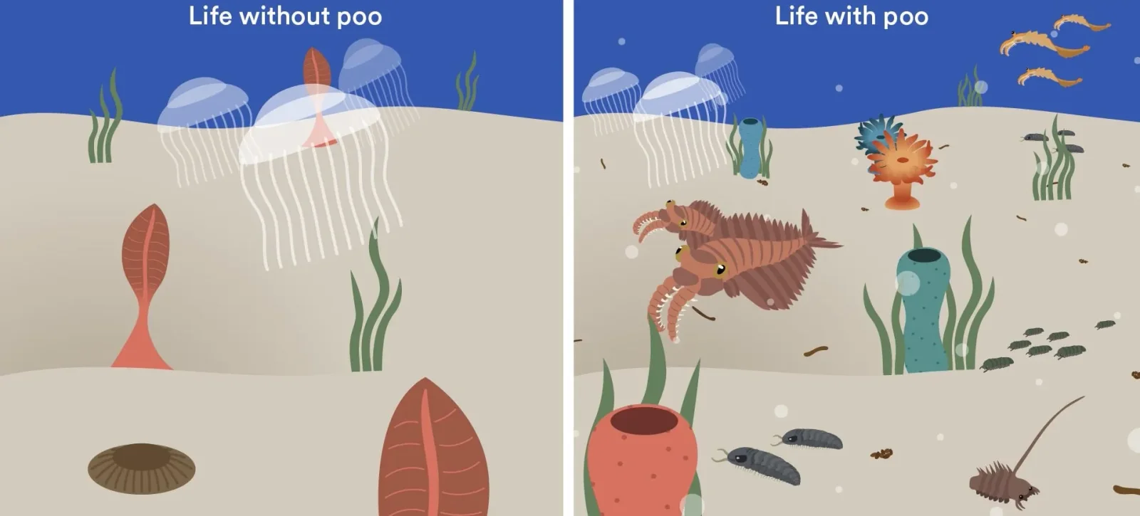 The Cambrian Poop Revolution: Feces Fueled Early Animal Life