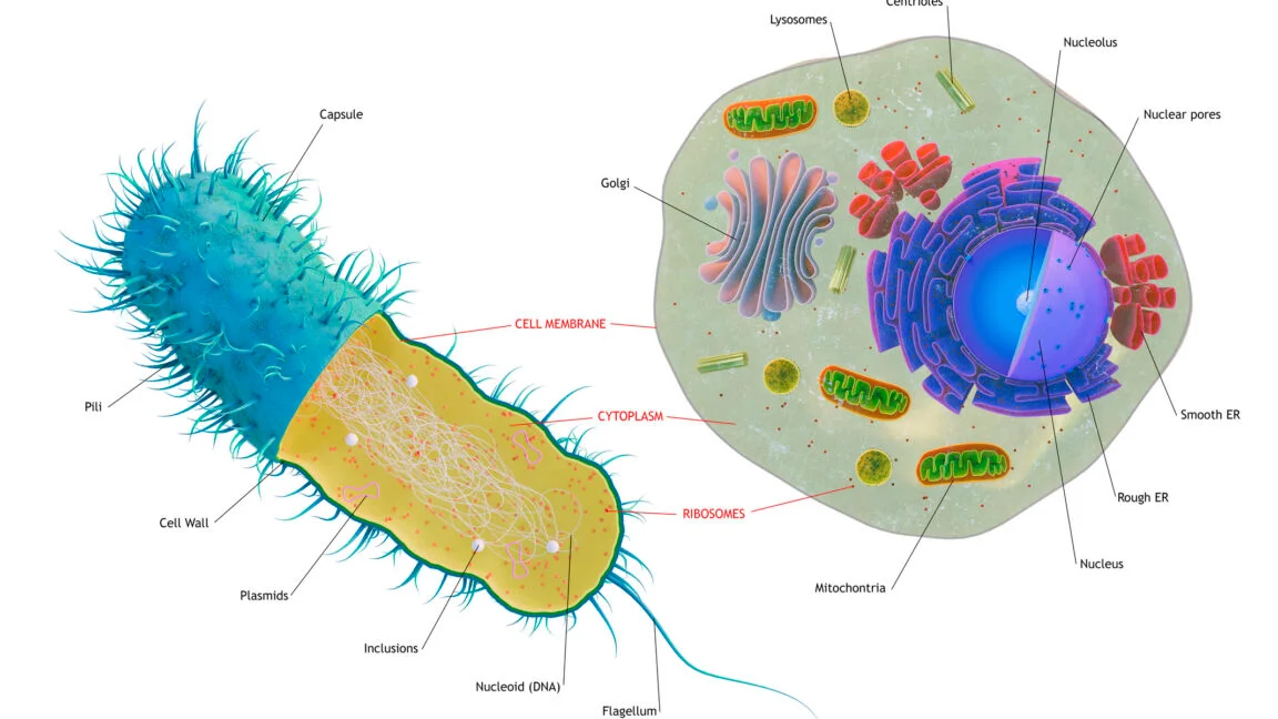 Ancient Complex Cells Shaped by Multiple Bacterial Gene Waves