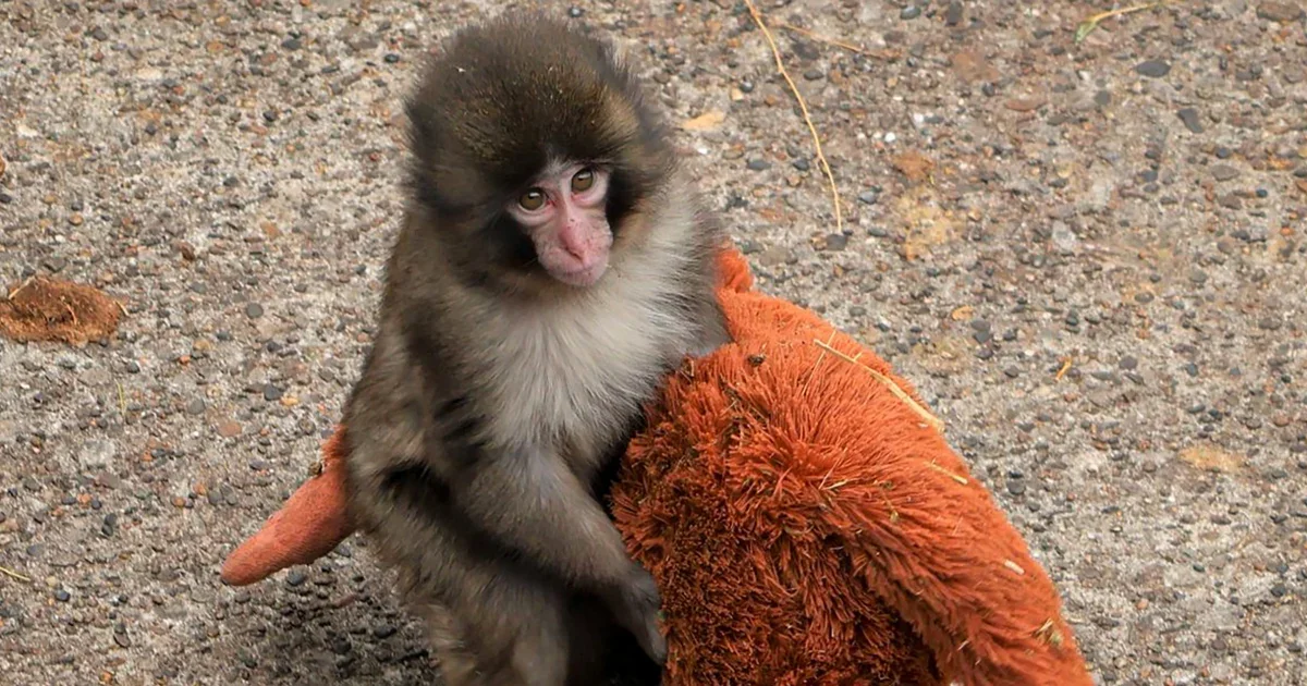 Two arrested after intruder scales into Punch the monkey’s enclosure at Japanese zoo
