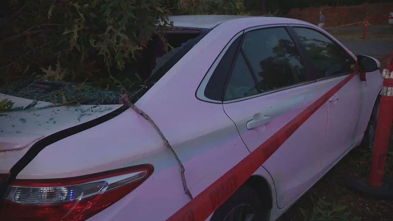 Giant tree falls at Sunset Beach, trapping six cars at Lake Sammamish State Park