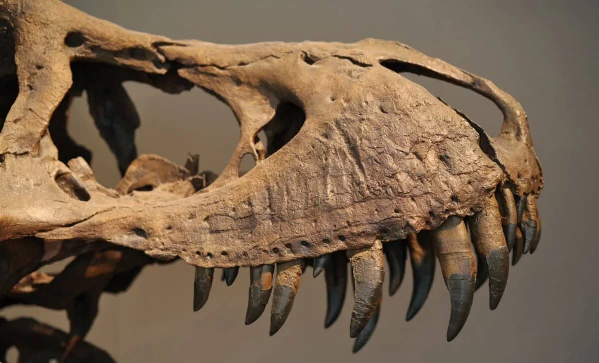Dinosaurs and the Lifespan Limit: The Longevity Bottleneck Hypothesis