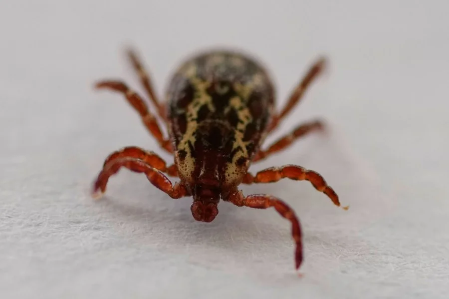 Ticks and temperatures rise: scientists warn of a tough year for Lyme and tick-borne diseases