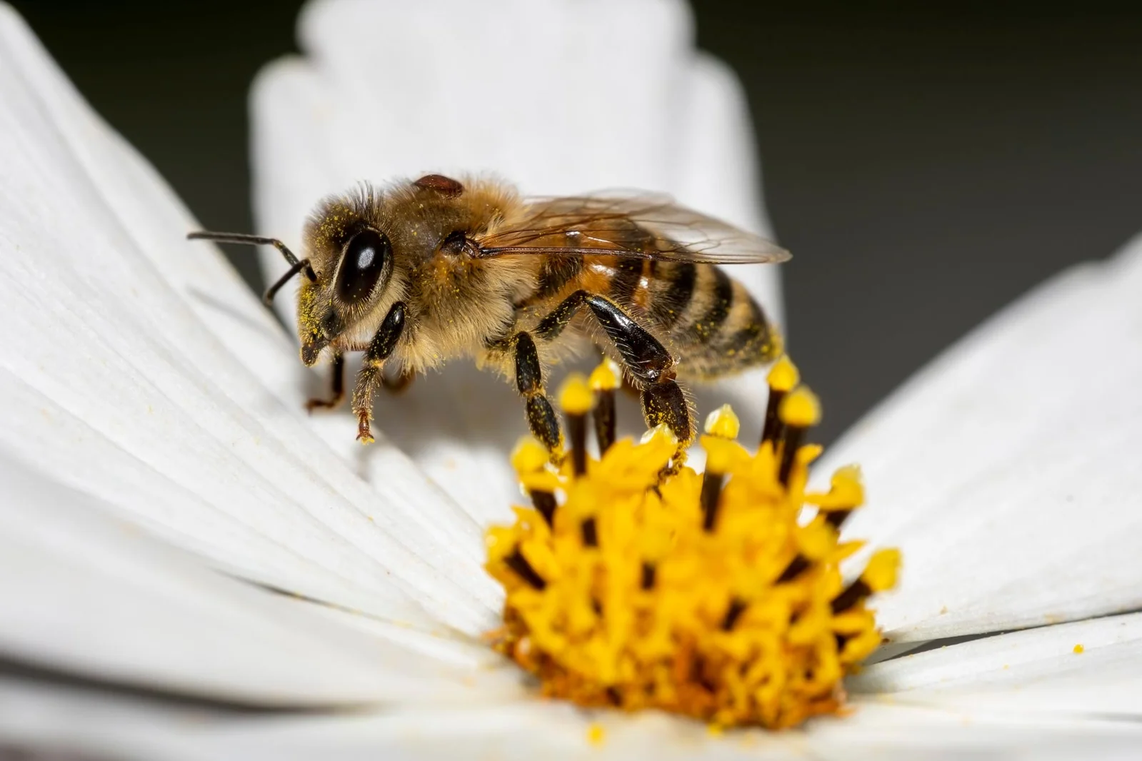 Hybrid California Honeybees Show Natural Edge Against Varroa Mites