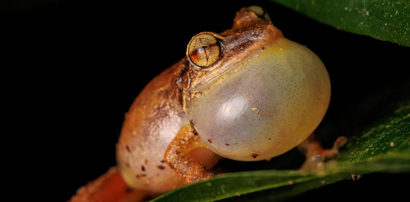 Tiny coquí frogs trade growth for immune defense under fungal threat