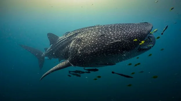 Tiny Whale Shark Sighting in Indonesia Hints at Birth Nurseries