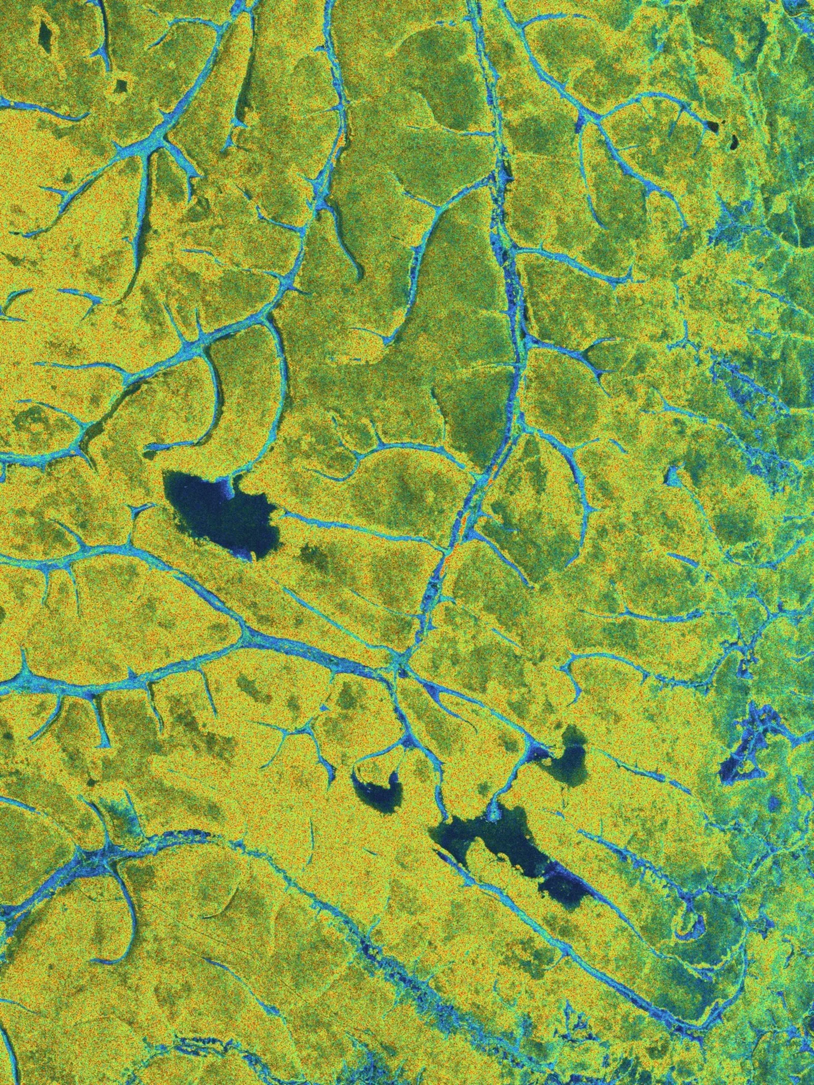 Biomass Celebrates One Year in Orbit with Striking Global Forest Insights