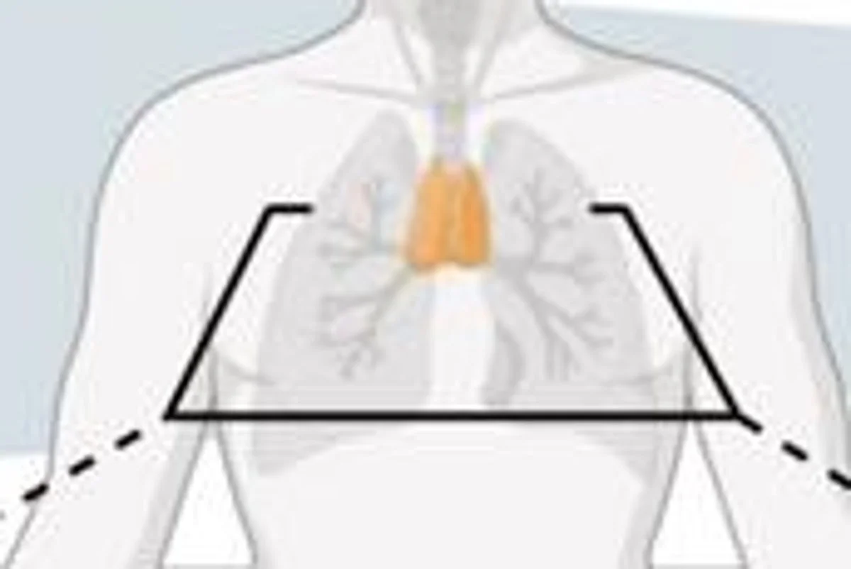 Thymus health linked to longer life, new AI study finds