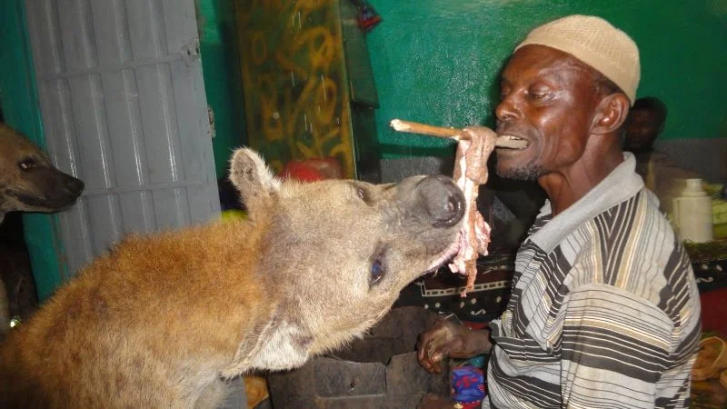 Ethiopia's urban hyenas double as waste workers and cultural icons