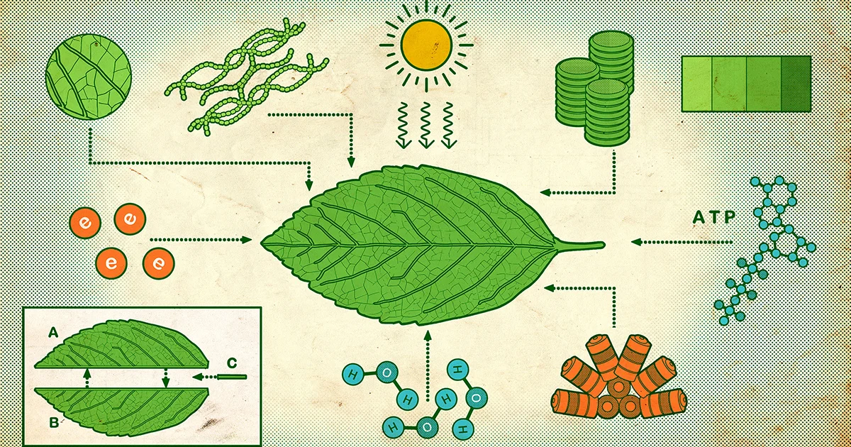 Paddles, Proteins, and the Dawn of Photosynthesis