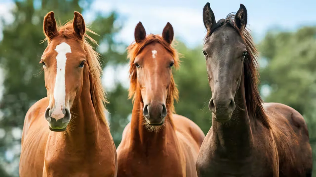Horses Reveal Hidden Stress as Wolves Appear on Silent Video