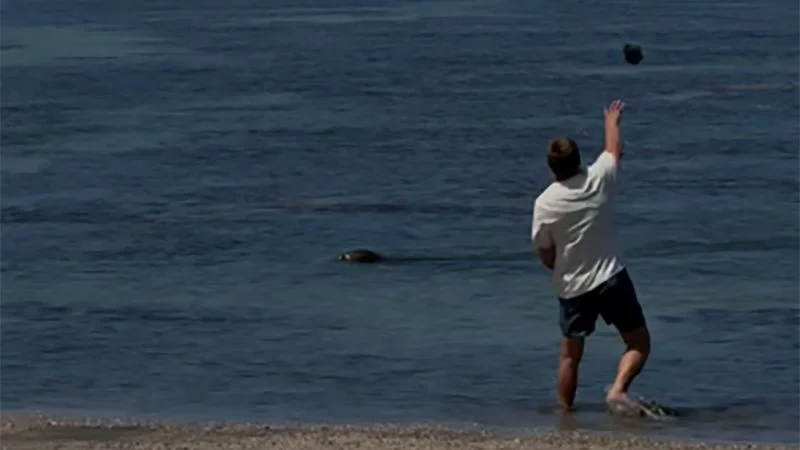 Tourist Charged After Throwing Coconut-Sized Rock at Endangered Hawaiian Monk Seal