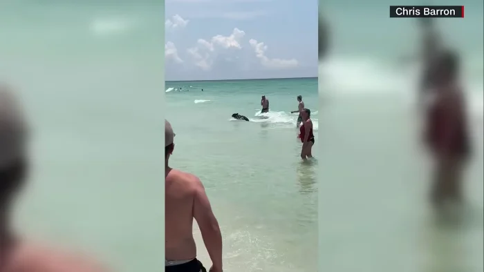 Black bear surprises beachgoers with ocean swim in Florida