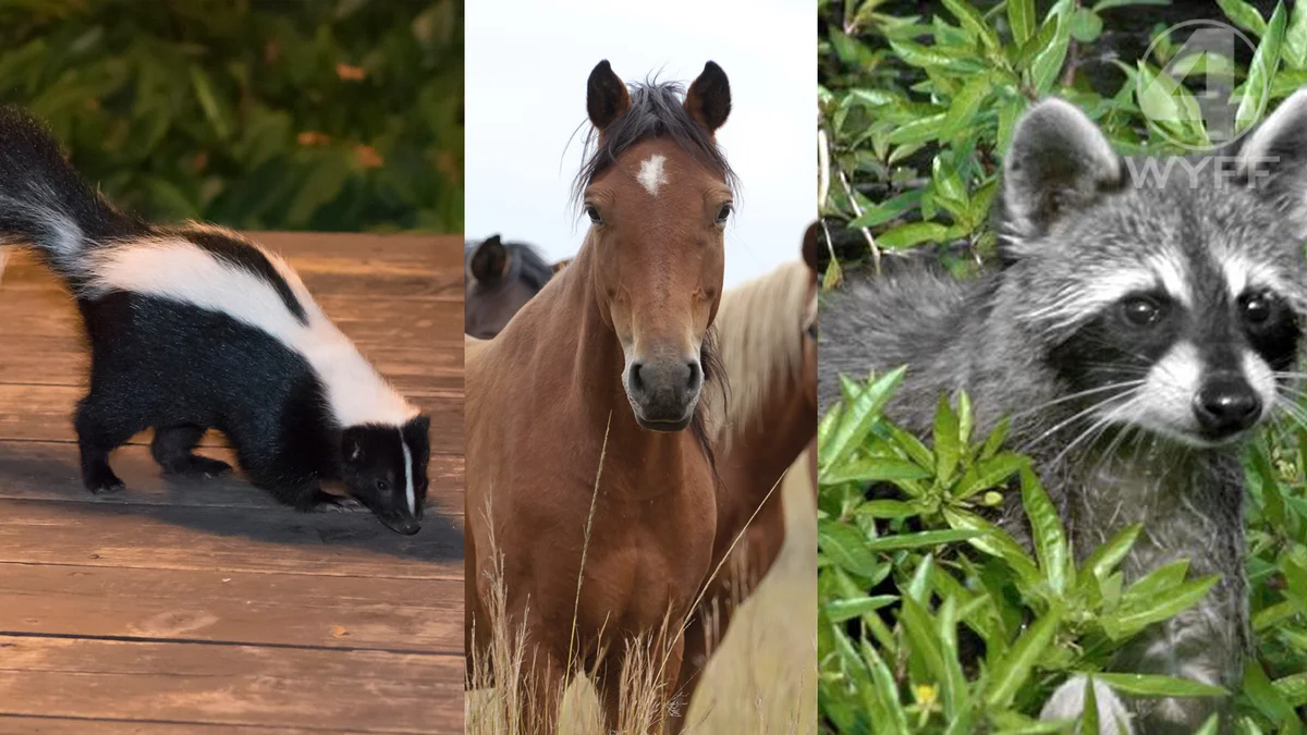 SC Rabies Outbreak: 13 People, 4 Pets Exposed Across Three Counties