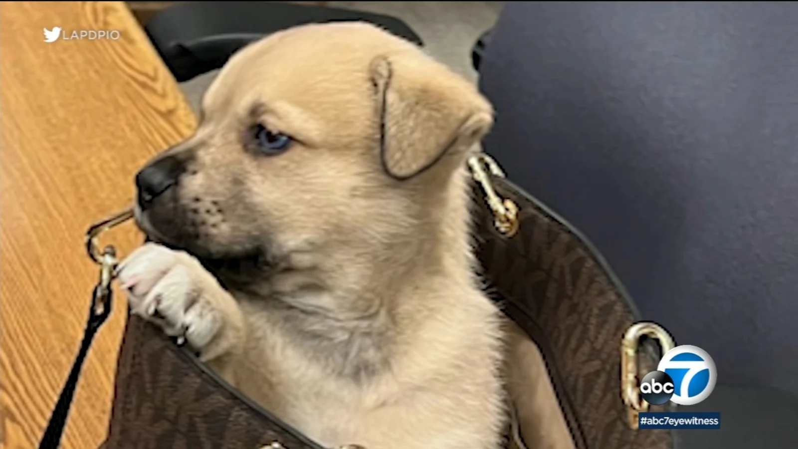 Puppy survives being thrown from car during LAPD chase.
