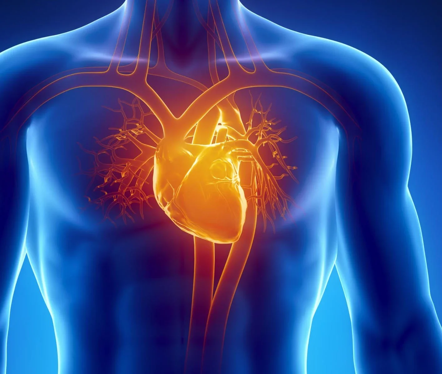 Workout Rewires the Heart’s Nerve Wiring Unevenly