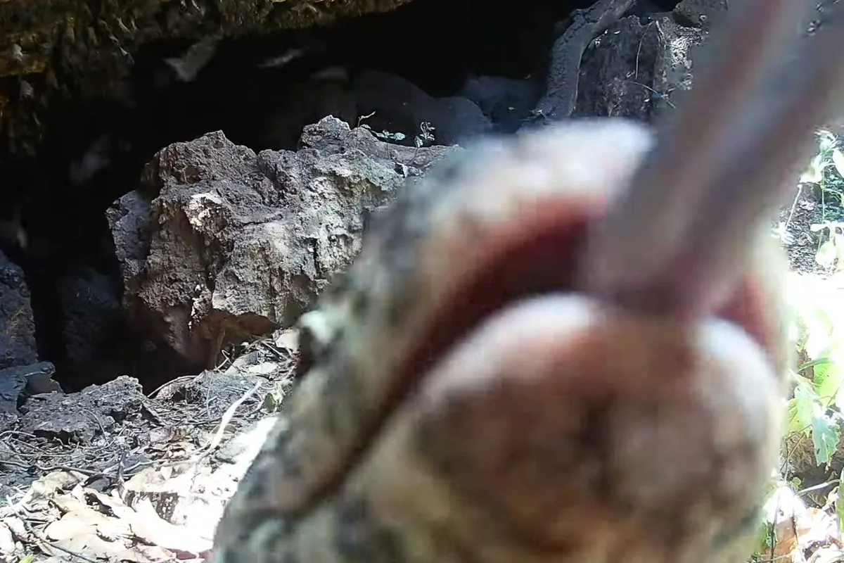 Cave raid: camera traps reveal 14 predators raiding a 40,000-bat roost in Uganda