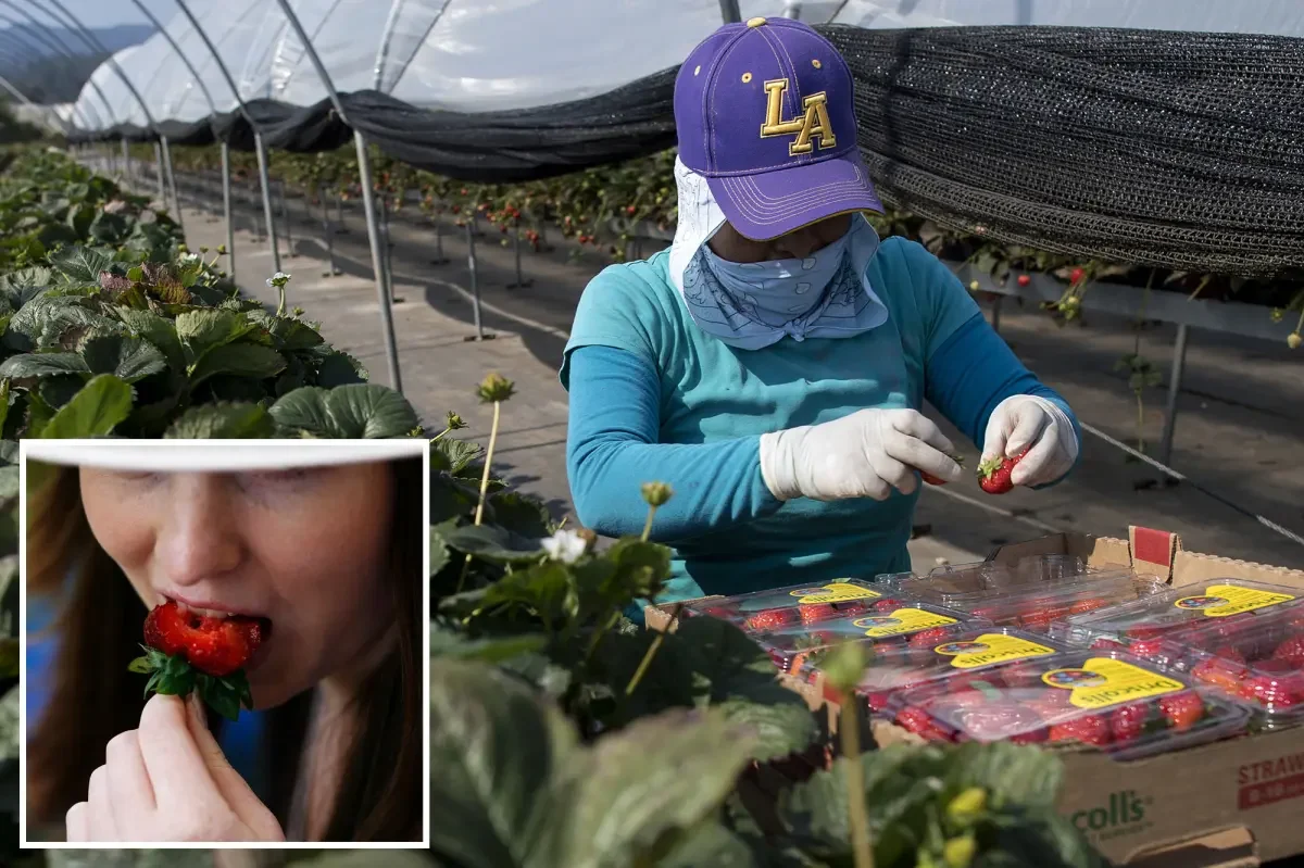 Driscoll’s hit with class-action over PFAS in strawberries