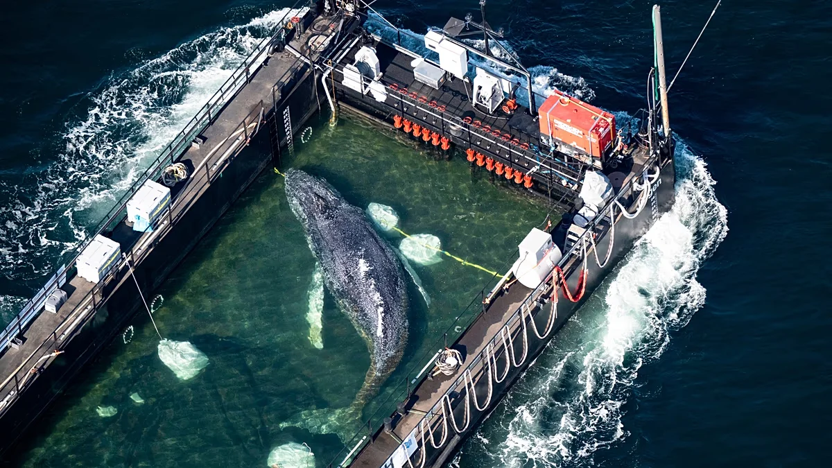 Entrepreneurs fund bid to ferry Timmy the stranded humpback home
