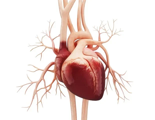 Darkness as a Cardiovascular Vital Sign: Nighttime Light May Alter the Heart
