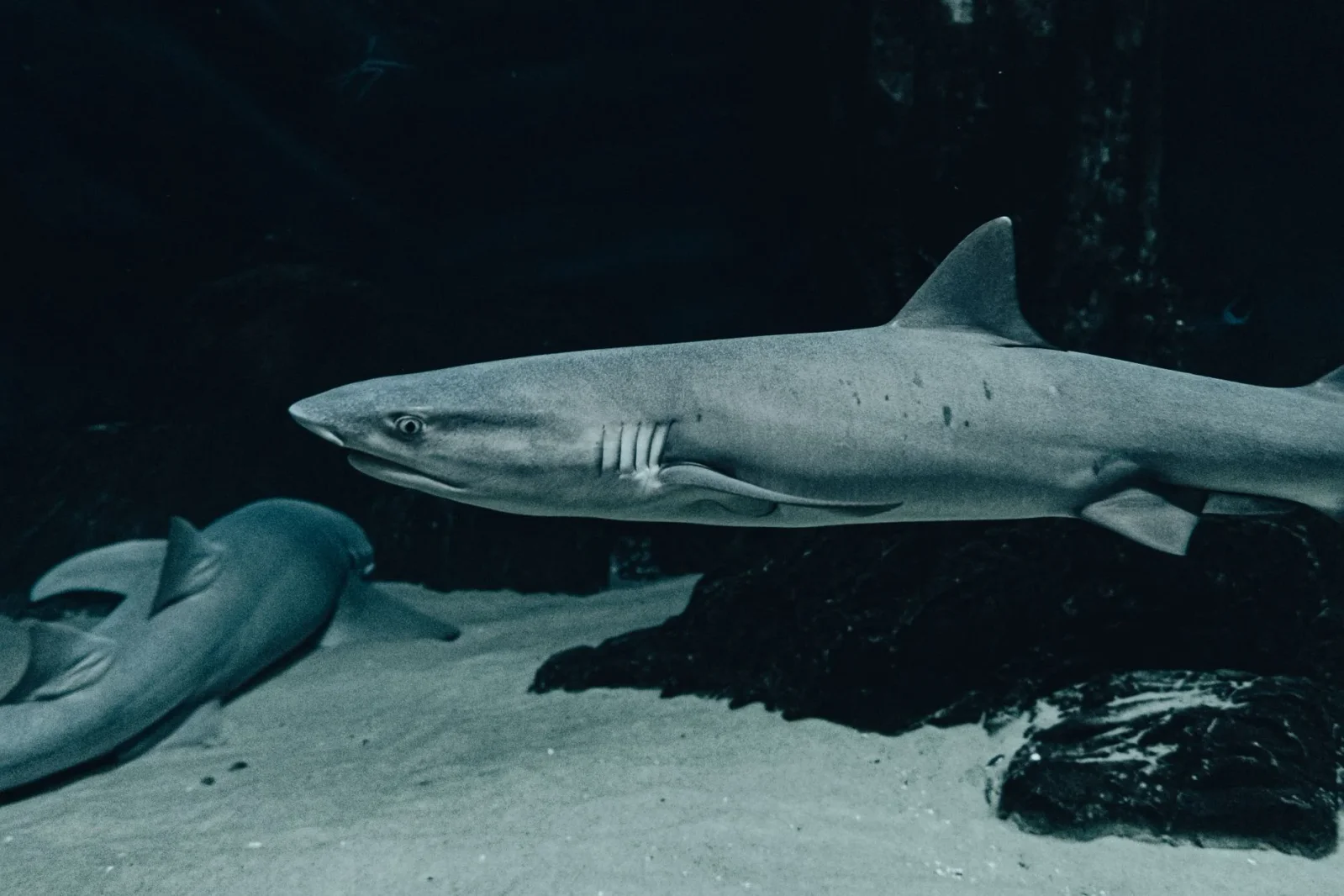 Sharks trace back to a pre-forest Earth, about 450 million years ago