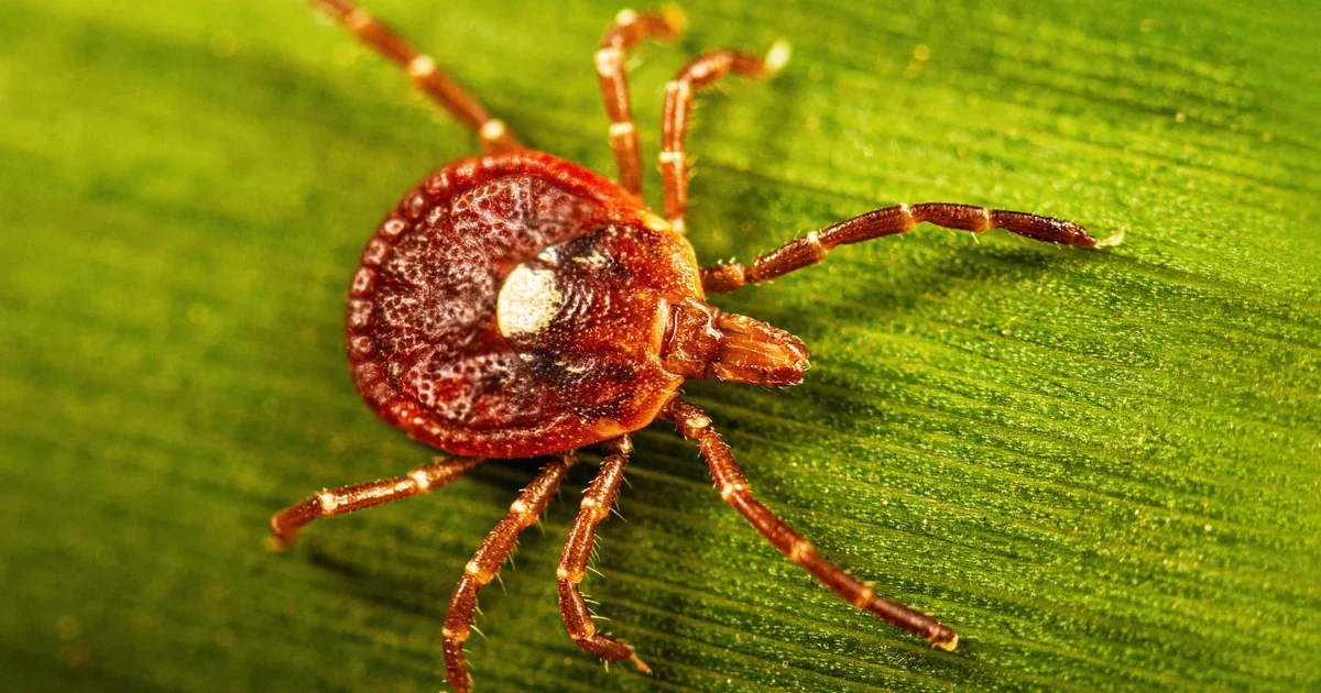 Massachusetts confronts rising alpha-gal syndrome as Lone Star ticks move north