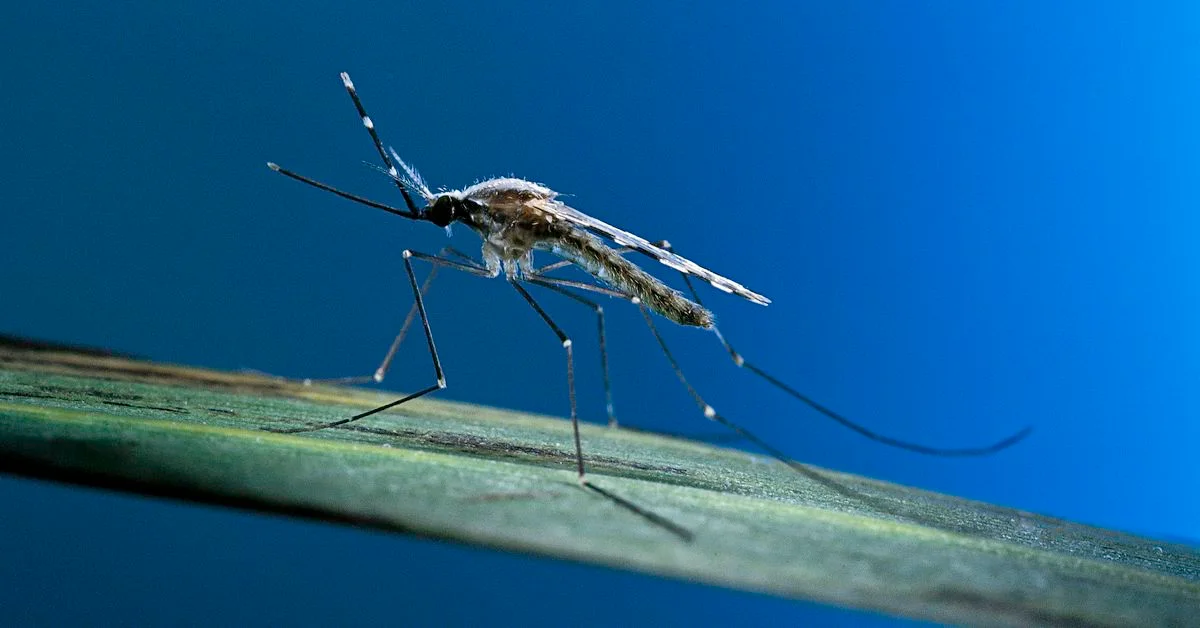 Malaria Outbreak Strikes Florida and Texas