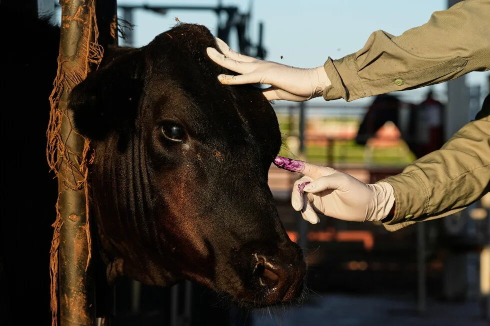 Mexico to Restart Cattle Exports to U.S. Under Stricter Screwworm Safeguards