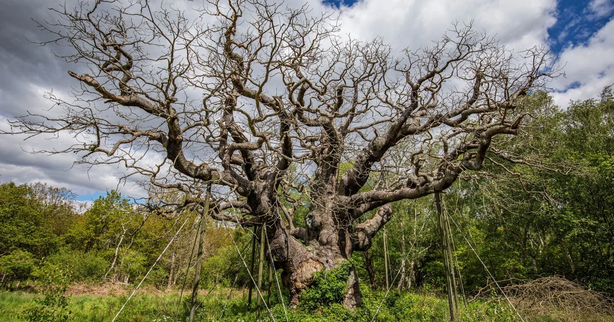 Sherwood’s 1,200-year-old Major Oak dies, ending a living Robin Hood landmark