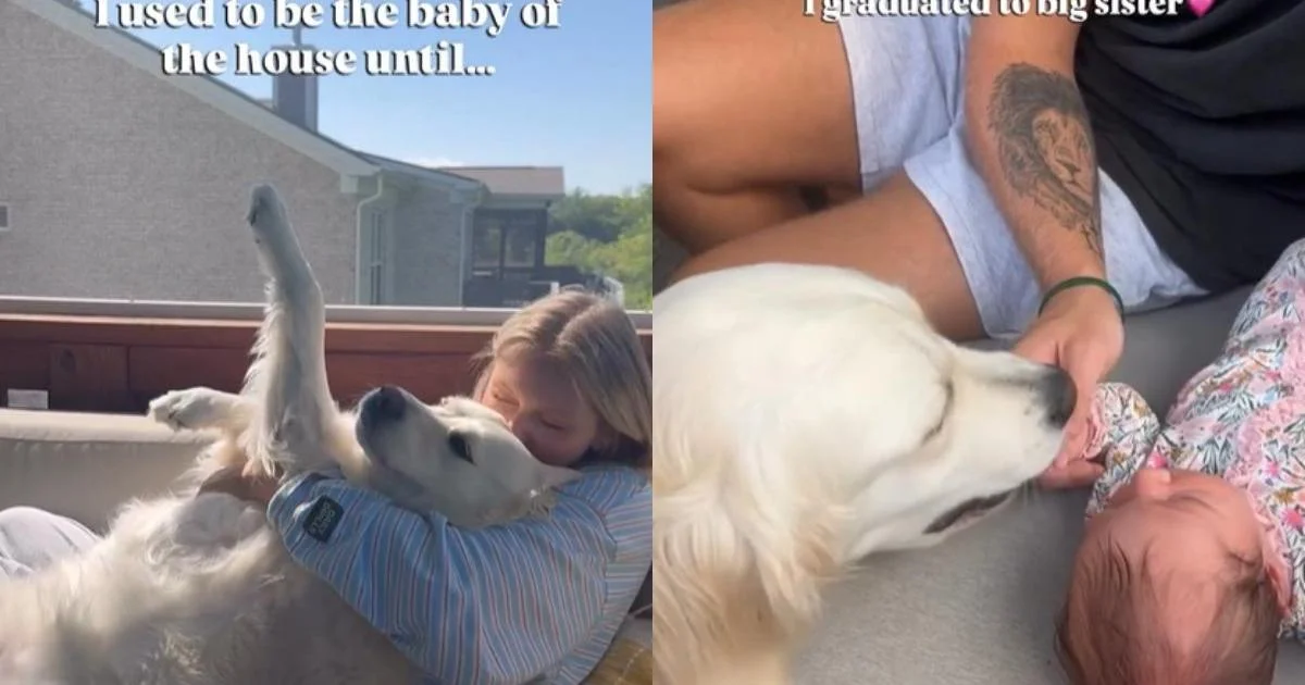 From Baby to Big Sister: A Golden Retriever's Heartwarming Tennessee Transition