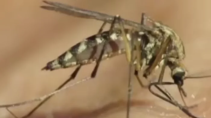 West Nile Virus Detected in Mosquitoes Across Texas