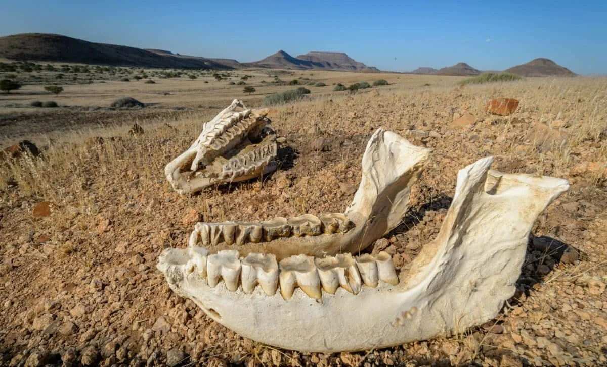Neanderthals Shaped Stone with Rhinoceros Teeth, Study Finds