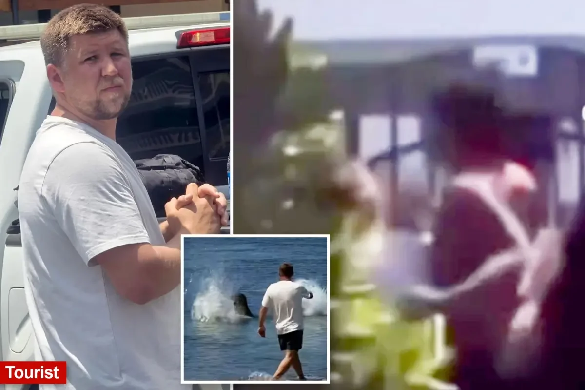 Maui Local Praised for Defending Endangered Monk Seal After Rock-Tossing Tourist