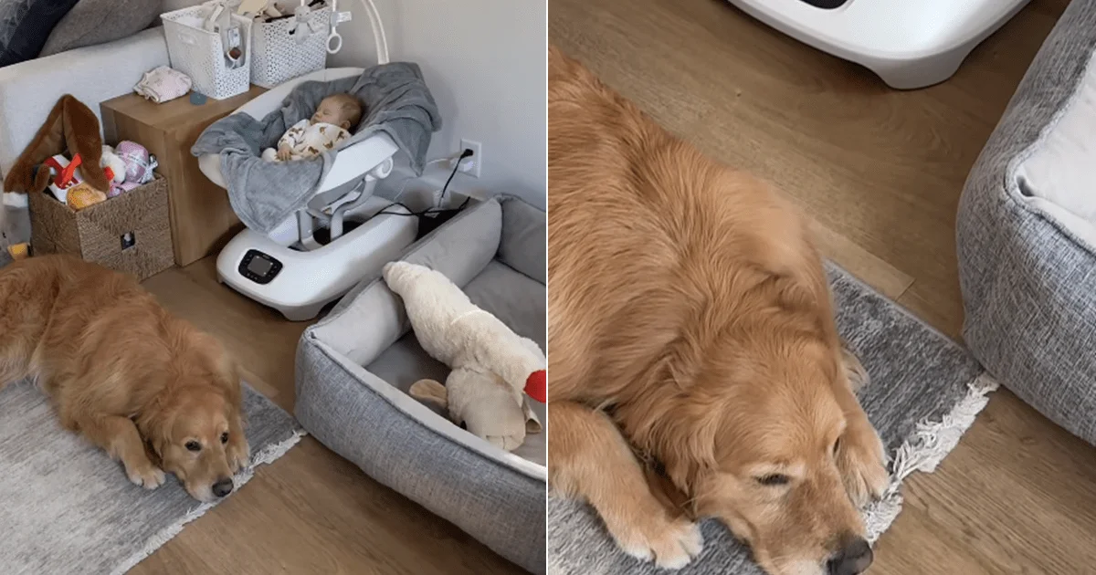 Floor-Side Guardian: Golden Retriever Chooses Baby's Bassinet for Naps